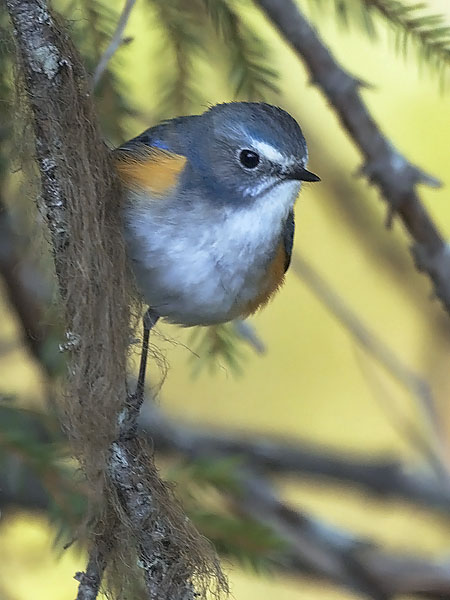 Sinipyrstö, Red-flanked Bluetail, Tarsiger cyanurus